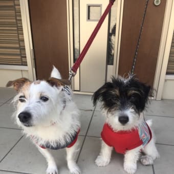 あこの生活は犬に支配されているのだ