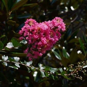 2019年大浜海岸付近に咲く花、植物