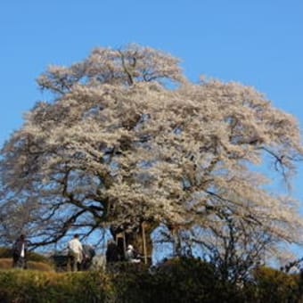 毎年恒例の今年の醍醐桜です