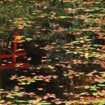 紅葉～吉水園