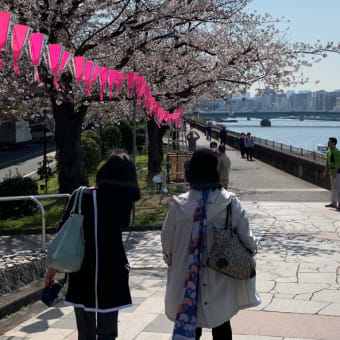 2020年3月26日の隅田川の桜