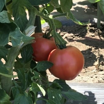 Hilo‘s Farm 夏野菜の収穫始まる