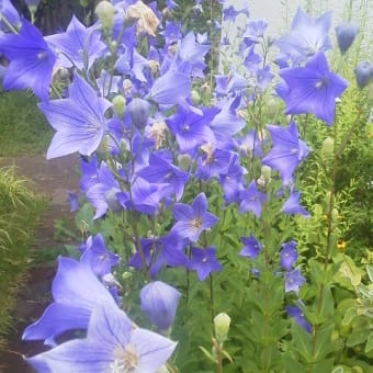  千里局6月花壇2,025
