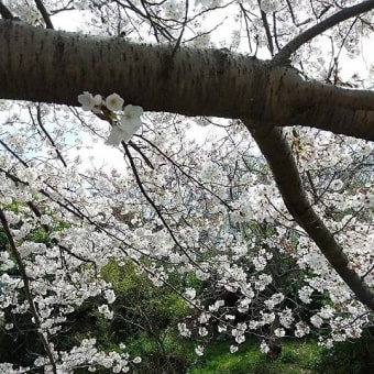 近場の桜
