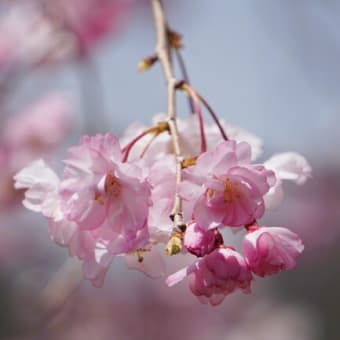 2025年お花見