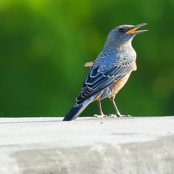 秋の旅鳥エゾビタキとカケス、アオゲラ、イソヒヨドリ