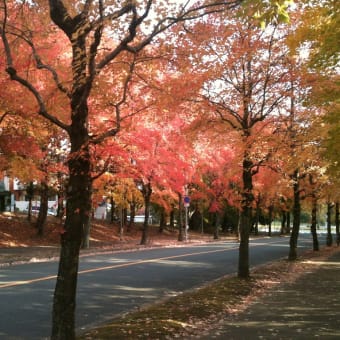 北千里の紅葉でひと息