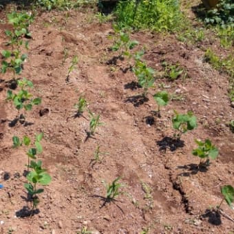トウモロコシと枝豆畑に土寄せと追肥