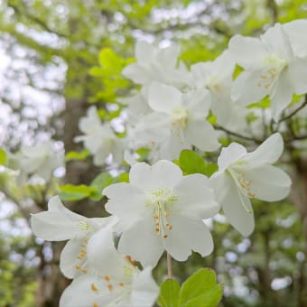 山の記憶～お印の花～ 