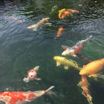 ツツジと鯉