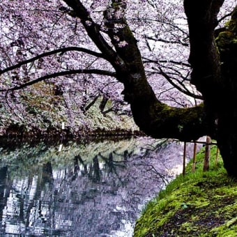 Ｎｏ６ ・ 弘前城へ桜見物に行く（その１）