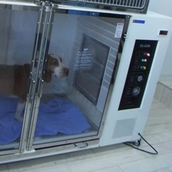 めずらしい！トリミングサロンのオープン前内覧会　その２