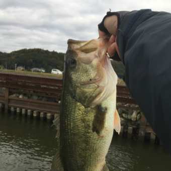  ＮｏＦish-Basser file：2018_ December
