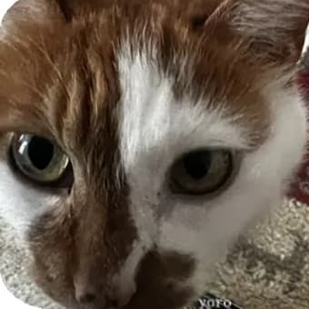 ちゃちゃ　持ち上がらず。。