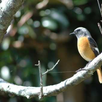 この野鳥って、ジョウビタキかなあ？