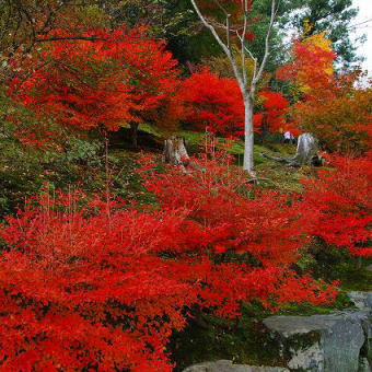 天龍寺。。。。。嵐山の紅葉、その２。。。。。