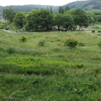 ほたる狩り