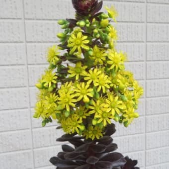 ３月の花②（自宅）