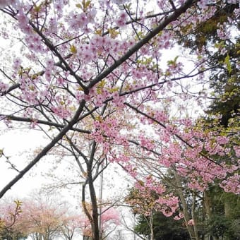 愛犬と桜　2023　in 千葉