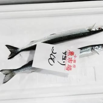 春の訪れと共にやってくる「サヨリ」