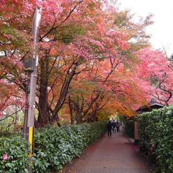 2011年12月3日(土)　常寂光寺