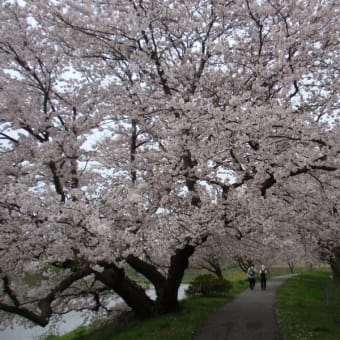 桜が満開