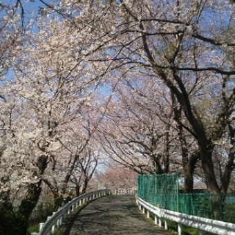 桜の散歩みち