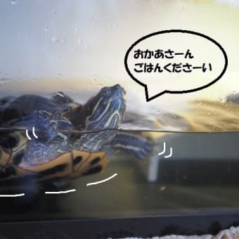 ミドリガメのかめお元気復活・お世話や餌のこと