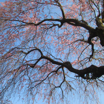 最近の桜など