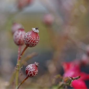 薔薇の実