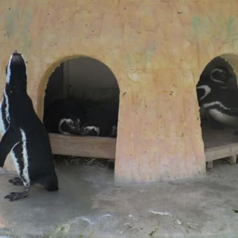 ユキヒョウのミュウと、ペンギンの恋のお話