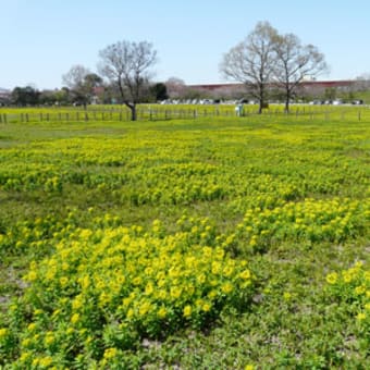 田島ヶ原サクラソウ自生地の桜草のいわゆる開花率は2分咲きです