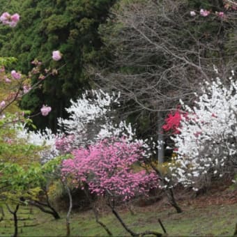 日本の里山に咲く野生らん｢シュンラン｣ - 山と蘭と恋の華
