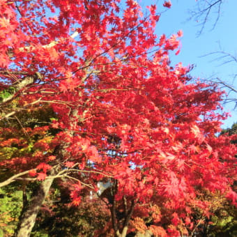 2012・11・10（土）己高山（こだかみやま）へ登った写真です