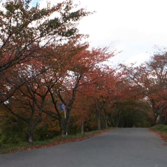 紅葉も終わり