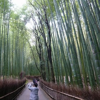 2011年12月3日(土)　野宮神社