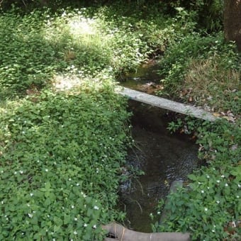 デッキ下茸と蕗と泡沫と（仙波河岸史跡公園）