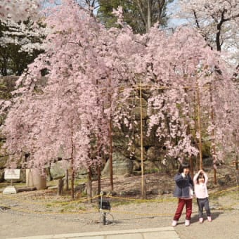 4月1日、和歌山城公園の桜を撮りに行きました。