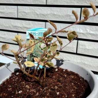 植え付けスタート