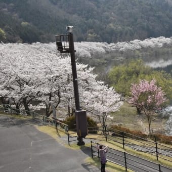 土師ダムの桜　2023年