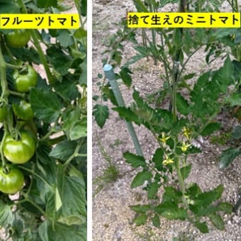 2個目の生姜の芽が出ました　他　20250705