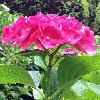 三室戸寺の蓮と紫陽花