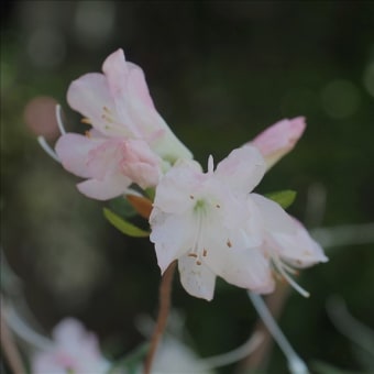 ツツジの仲間3種で～す。 オキシャクナゲの白花、朝鮮ヤマツツジの・・・