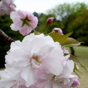 八重桜の新宿御苑