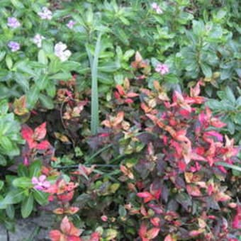 散文詩【カラシナ】と母の庭の草花