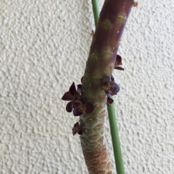 黒法師の花