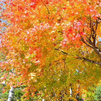 女神湖周遊　紅葉2014