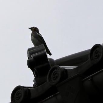 桜開花と春始動 参