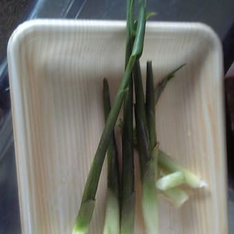 茗荷シリーズ