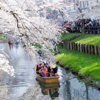 新河岸川の桜